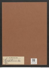 Stylobiblium sp. (de-Toni-Nr.: Genus 91) Zeichnungen Sammlung Grunow Mappe 03200 (Herbarium_W_Grunow_drawings_Folder_03200)